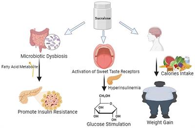 Unveiling the profound influence of sucralose on metabolism and its role in shaping obesity trends